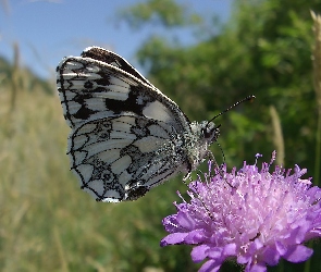 Motyl, Łąka, Kwiat, Polowiec Szachownica