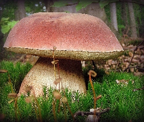 Szatański, Borowik, Mech, Grzyb