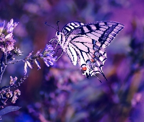 Motyl, Fiolet, Kwiat