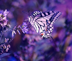 Kwiat, Fiolet, Motyl