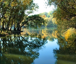 Drzewa, Lato, Jezioro