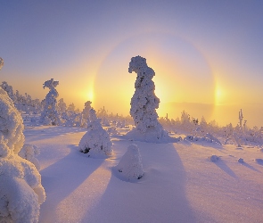 Drzewa, Słońce, Śniegiem, Pokryte
