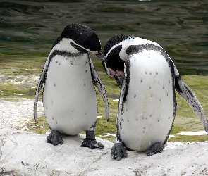 Pingwiny, Dwa