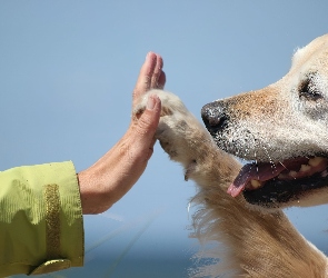 Piesek, Ręka, Łapa, Golden Retriever