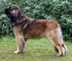 Profil, Leonbergera