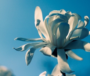 Biały, Tło, Niebieskie, Kwiat