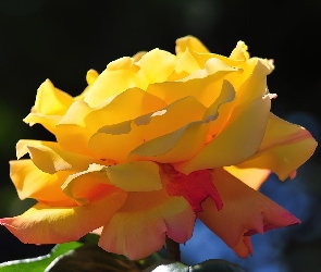 Herbaciana, Róża