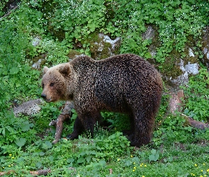 Niedźwiedź, Zieleń