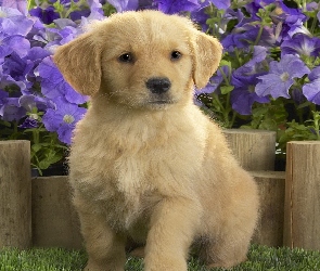 Retriever, Kwiaty, Labrador