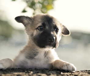 Łapki, Bullmastiff, Szczeniaczek