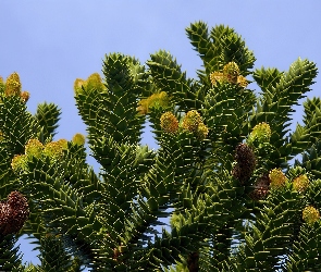 Araucaria