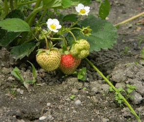 Krzaczek, Kwiatki, Truskawek