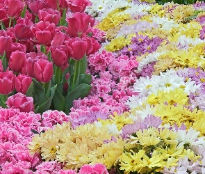 Ogród, Kwiatki, Kolorowe