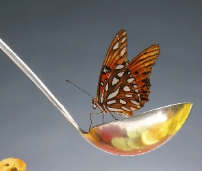 Motyl, Łyżka
