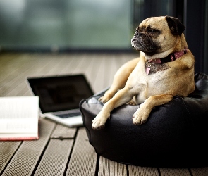 Fotel, Laptop, Pies