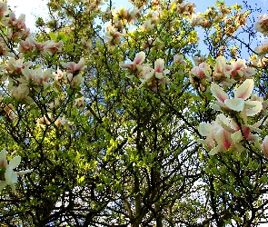 Kwitnąca, Magnolia, Wiosna