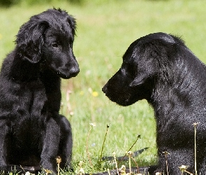 Dwa, Flat coated retriever, Psy, Czarne