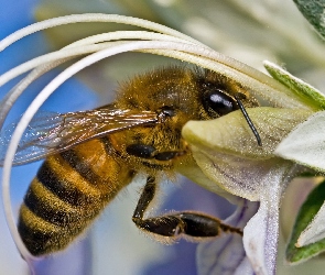 Kielich, Kwiatowy, Pszczoła