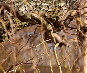 Wierzba, Kora, Drzewo