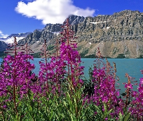 Góry, Kanada, Różowe, Kwiaty, Jezioro