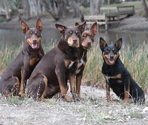 Owczarki australijskie - Kelpie, Cztery