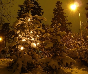 Zima, Noc, Drzewko, Oświetlone