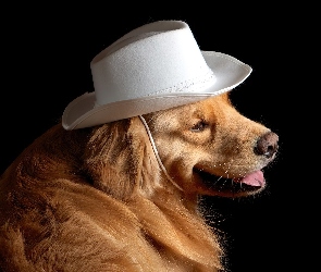 Golden Retriever, Pies, Biały, Kapelusz