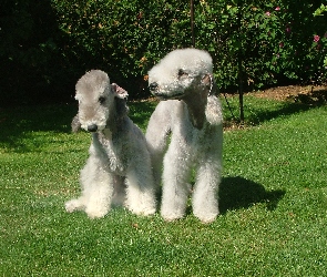 dwa, Bedlington Terriery