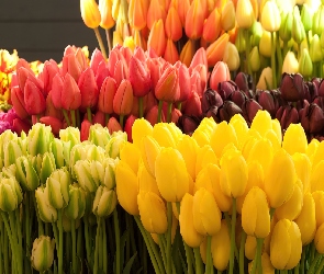 Naręcza, Tulipanów, Kolorowych