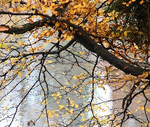 Liście, Żółte, Nad, Drzewo, Wodą, Jesień