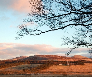 Drzewo, Lasy, Wzgórza