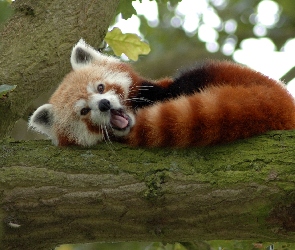 Panda, Pandka ruda, Ziewająca