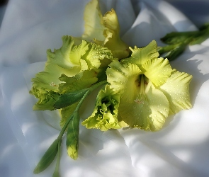 Żółta, Gladiola