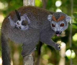 Lemur, Drzewo, Młode