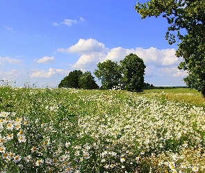 Łąka, Lato, Drzewa, Rumianki