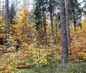 Jesień, Liście, Żółte, Drzewa, Las