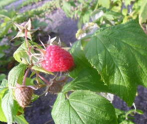 Owoce, Liście, Maliny