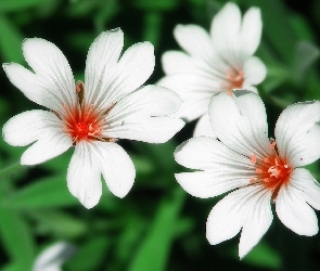 Białe, Liście, Kwiaty