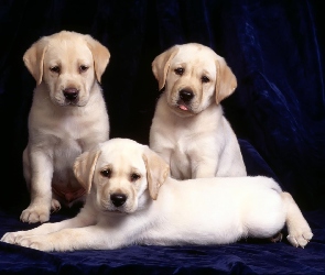 Trzy, Retrievery, Labradory