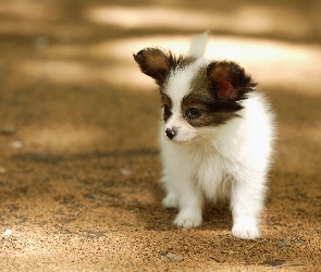 Spaniel, Papillon, Szczeniak