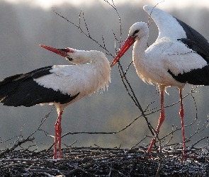 Bociany, Zaloty, Gniazdo