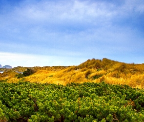 Niebo, Trawy
