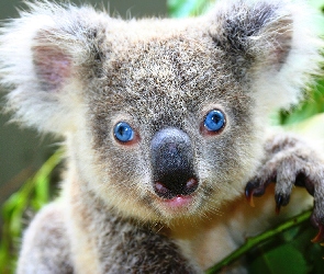 Koala, Gałązka, Oczy, Niebieskie, Miś