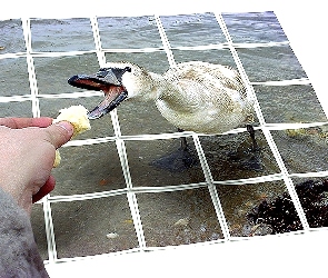 4D, Kaczka, Dłoń, Pokarm