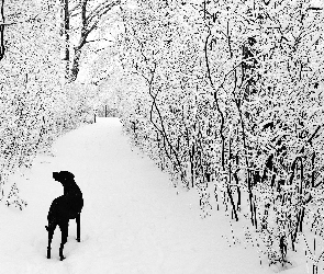 Las, Pies, Zima, Śnieg