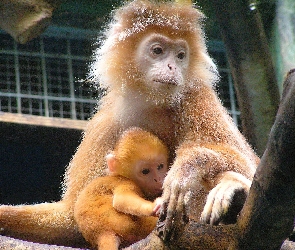 Małpa, ZOO, Małpiątko