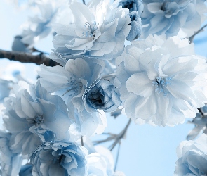 Błękitne, Kwiaty