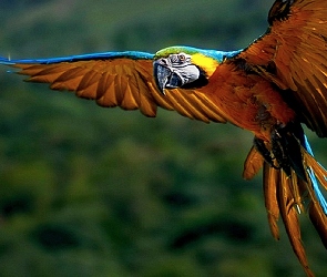 Papuga, Lecąca
