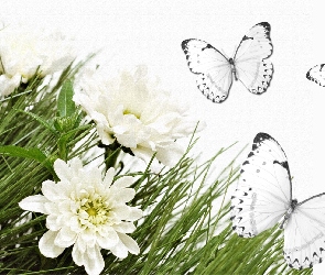 Białe, Motyle, Kwiatki