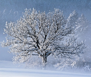 Drzewo, Zima, Śnieg